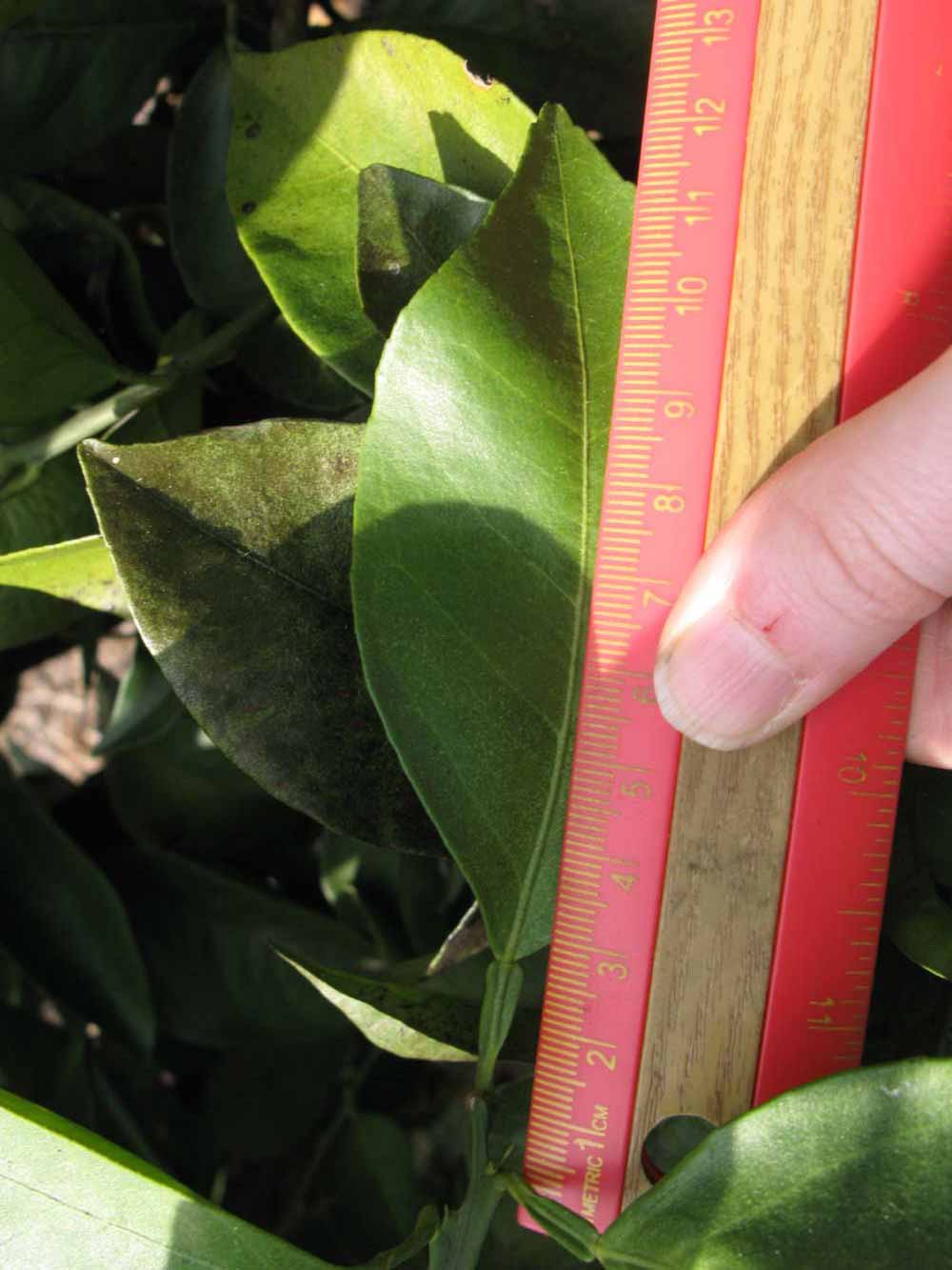            Unifoliolate leaf (Itaborai, Winter Haven, FL)   